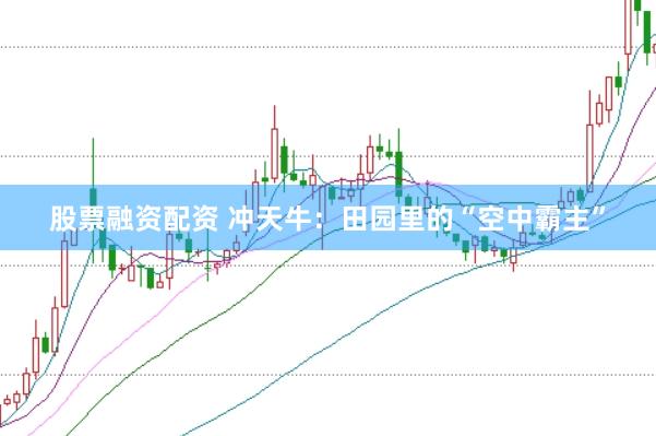 股票融资配资 冲天牛：田园里的“空中霸主”